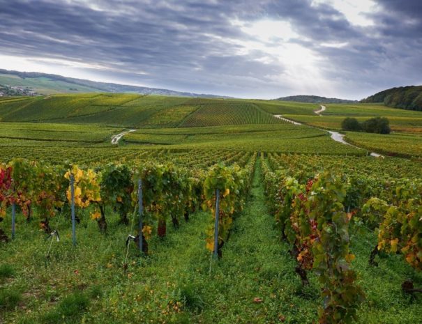 Vue sur les vignobles d'Epernay avec les Gites Flo, location de gîtes vacances en champagne.