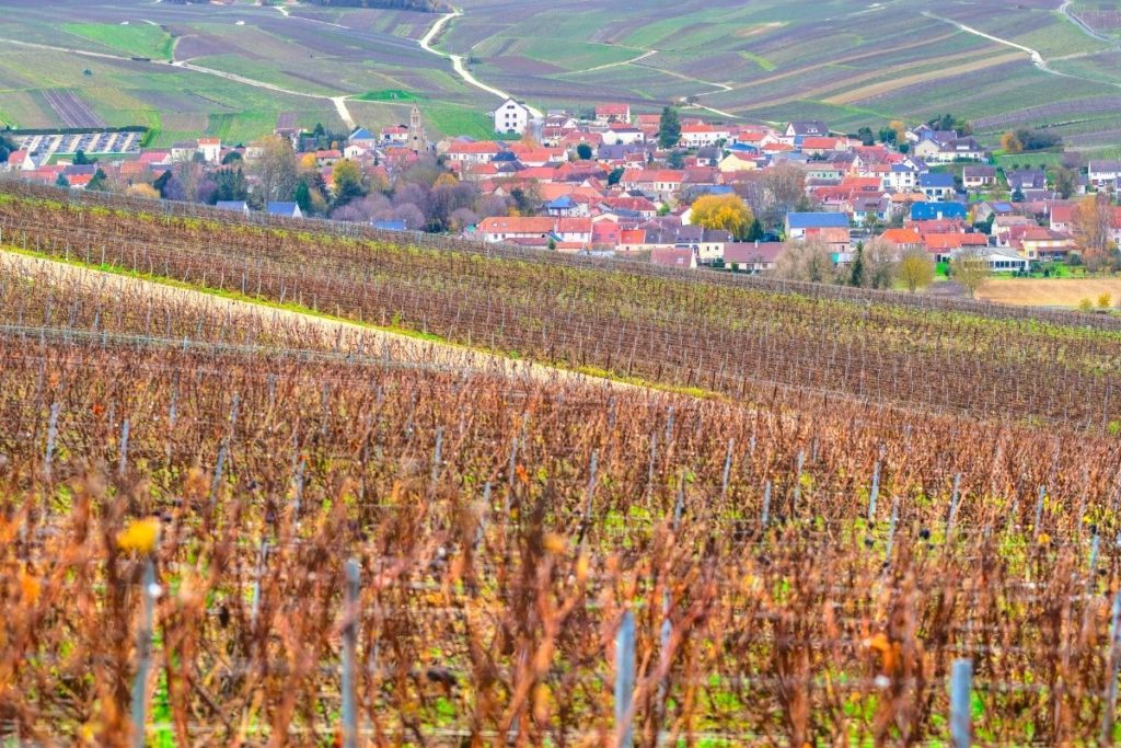 Visite des vignobles d’Épernay en automne avec les Gites Flo, location de gîtes vacances en champagne.