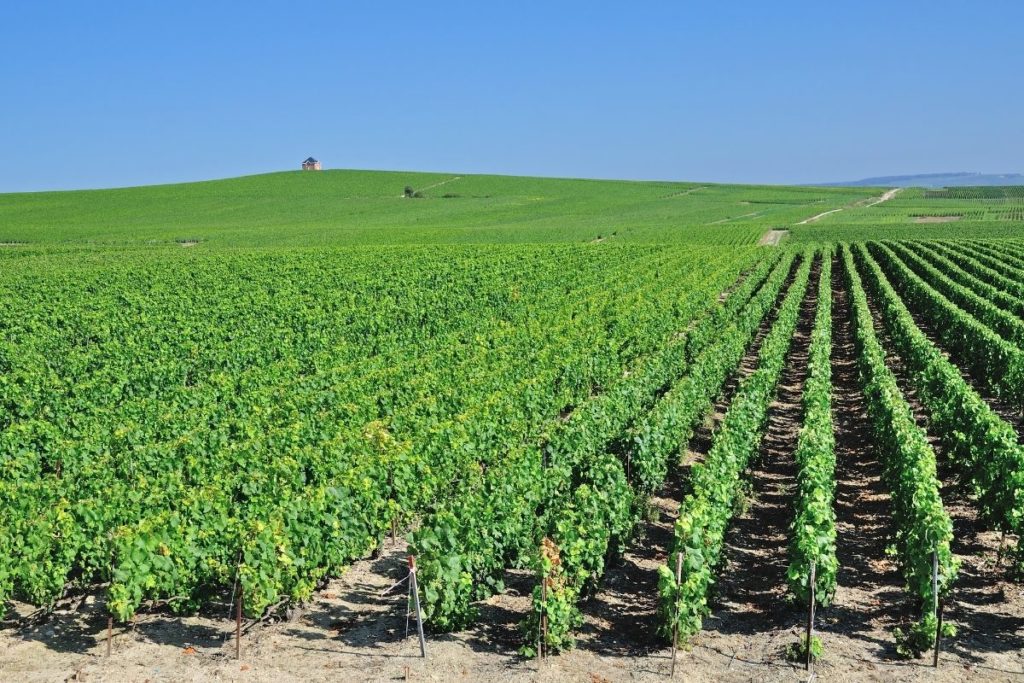 Visite des vignobles d’Épernay avec les Gites Flo, location de gîtes vacances en champagne.