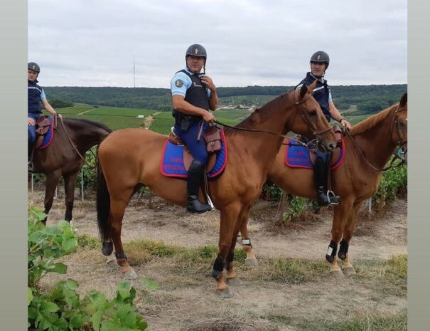 Police Montée a cheval de Hautvillers dans les vignobles, par les gites Flo.